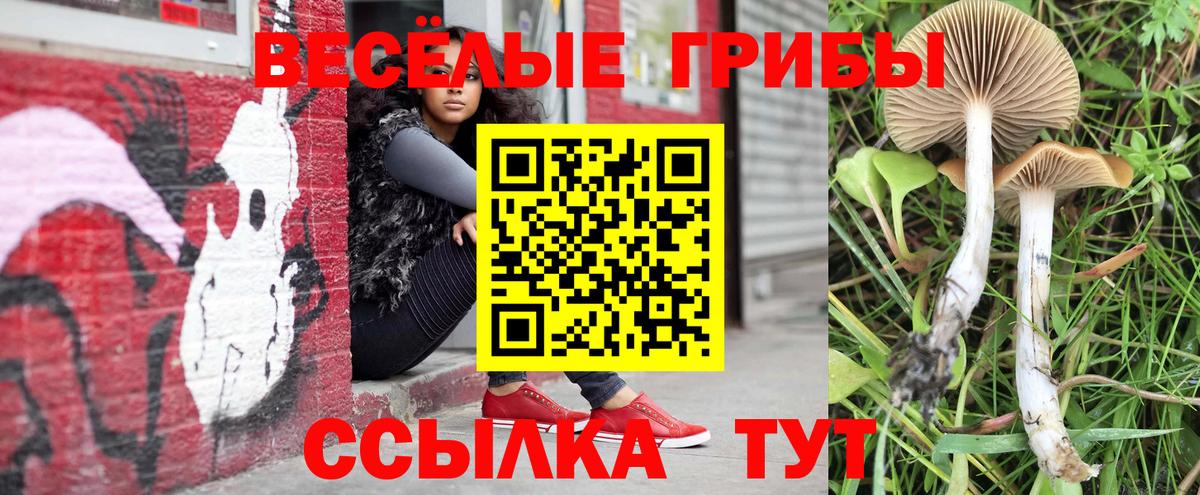 Галлюциногенные грибы Cubensis  Вход с VPN  наркошоп  Краснознаменск  Псилоцибиновые грибы Psilocybe 